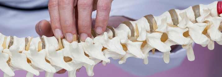 spine1 spine